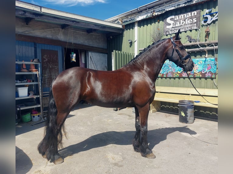 Fries paard Merrie 8 Jaar 160 cm Zwart in Sint Maartensvlotbrug