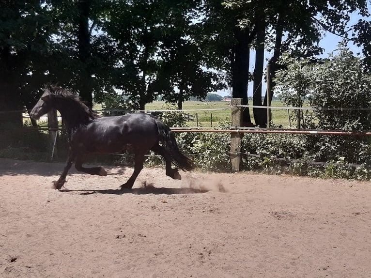 Fries paard Merrie 8 Jaar 160 cm Zwart in Tzummarum