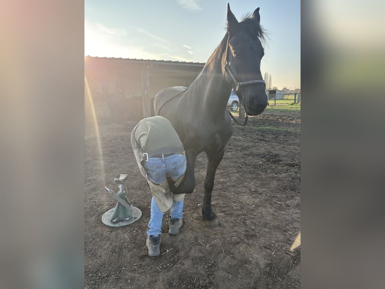 Fries paard Merrie 8 Jaar 161 cm Zwart in Hoevenen