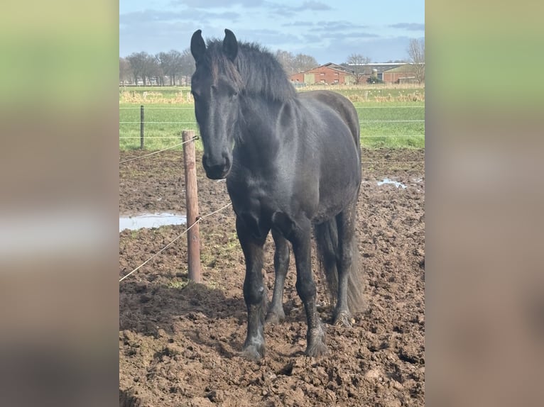 Fries paard Merrie 8 Jaar 161 cm Zwart in Hoevenen