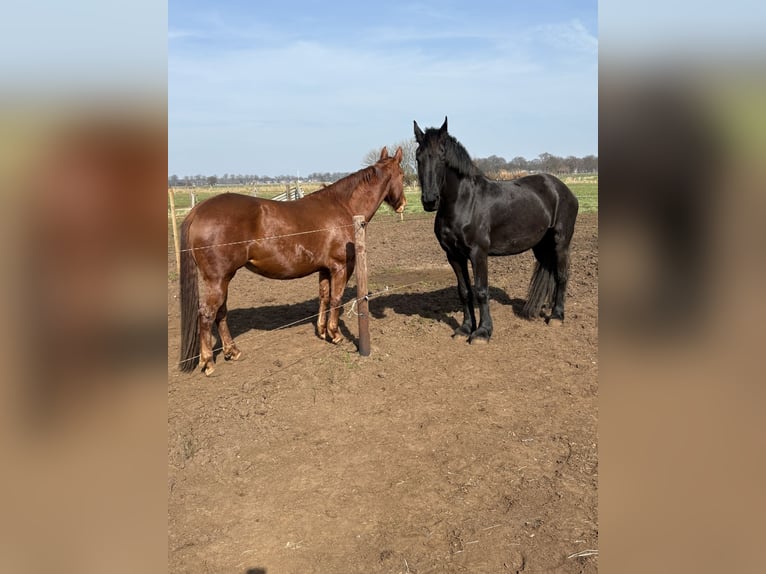 Fries paard Merrie 8 Jaar 161 cm Zwart in Hoevenen