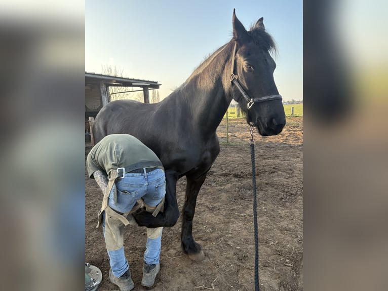 Fries paard Merrie 8 Jaar 161 cm Zwart in Hoevenen
