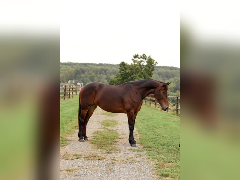 Fries paard Mix Merrie 8 Jaar 163 cm Roodbruin in Honey Brook