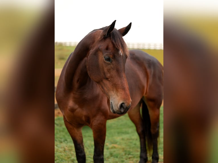 Fries paard Mix Merrie 8 Jaar 163 cm Roodbruin in Honey Brook