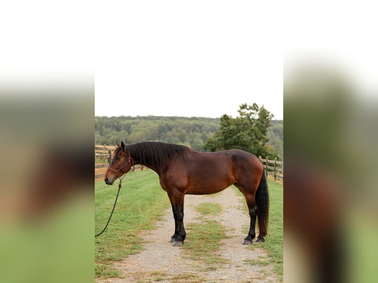 Fries paard Mix Merrie 8 Jaar 163 cm Roodbruin in Honey Brook