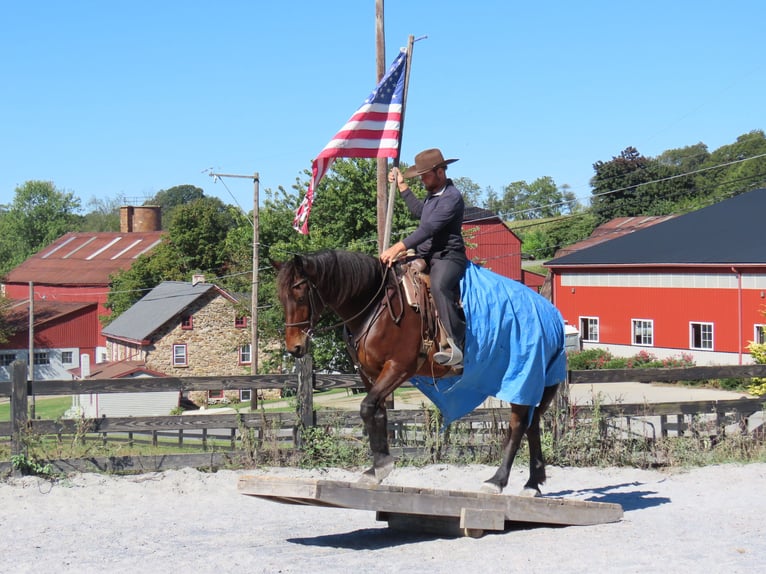 Fries paard Mix Merrie 8 Jaar 163 cm Roodbruin in Honey Brook