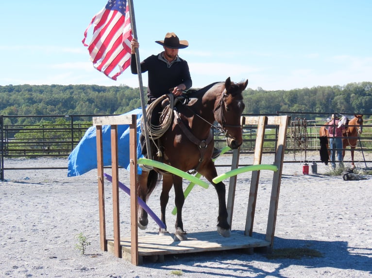 Fries paard Mix Merrie 8 Jaar 163 cm Roodbruin in Honey Brook