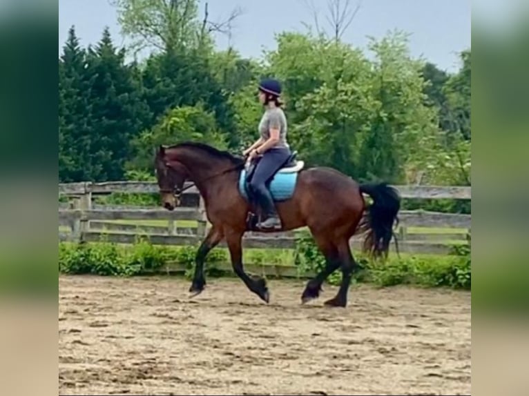 Fries paard Mix Merrie 8 Jaar 163 cm Roodbruin in Honey Brook