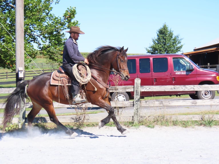 Fries paard Mix Merrie 8 Jaar 163 cm Roodbruin in Honey Brook