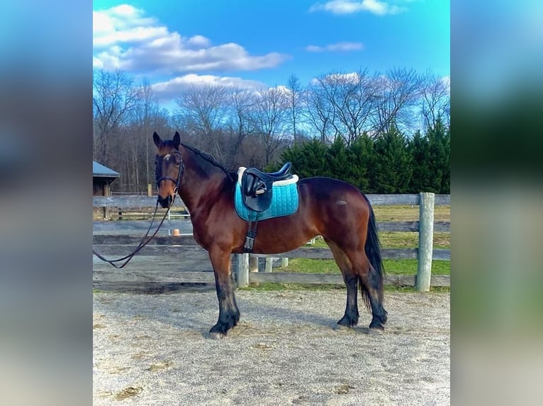 Fries paard Mix Merrie 8 Jaar 163 cm Roodbruin in Honey Brook