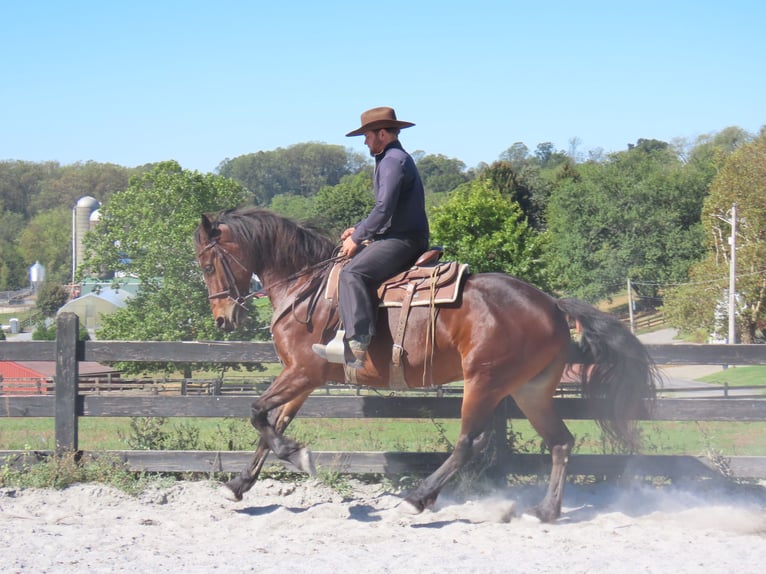 Fries paard Mix Merrie 8 Jaar 163 cm Roodbruin in Honey Brook