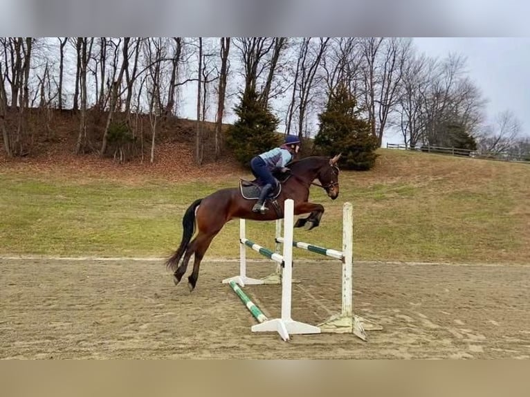 Fries paard Mix Merrie 8 Jaar 163 cm Roodbruin in Honey Brook
