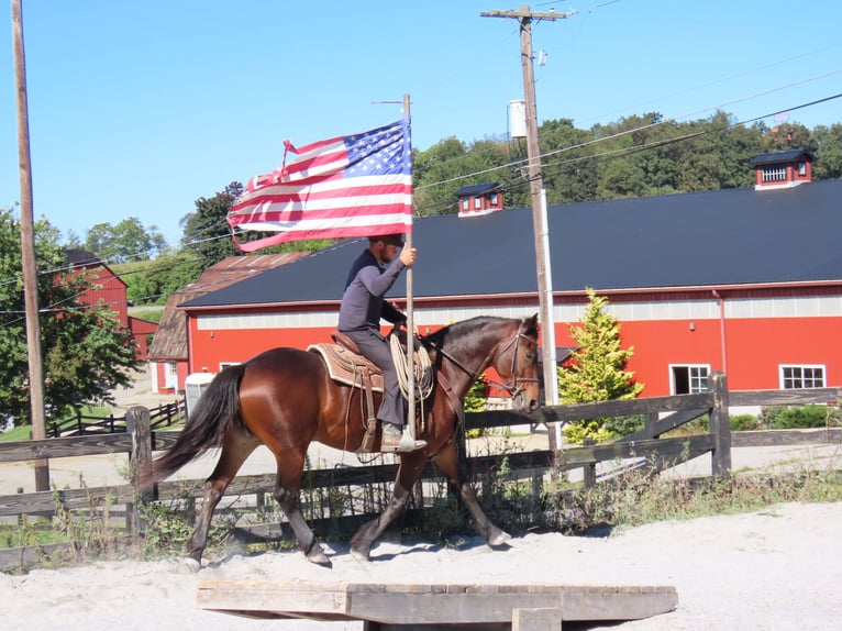 Fries paard Mix Merrie 8 Jaar 163 cm Roodbruin in Honey Brook