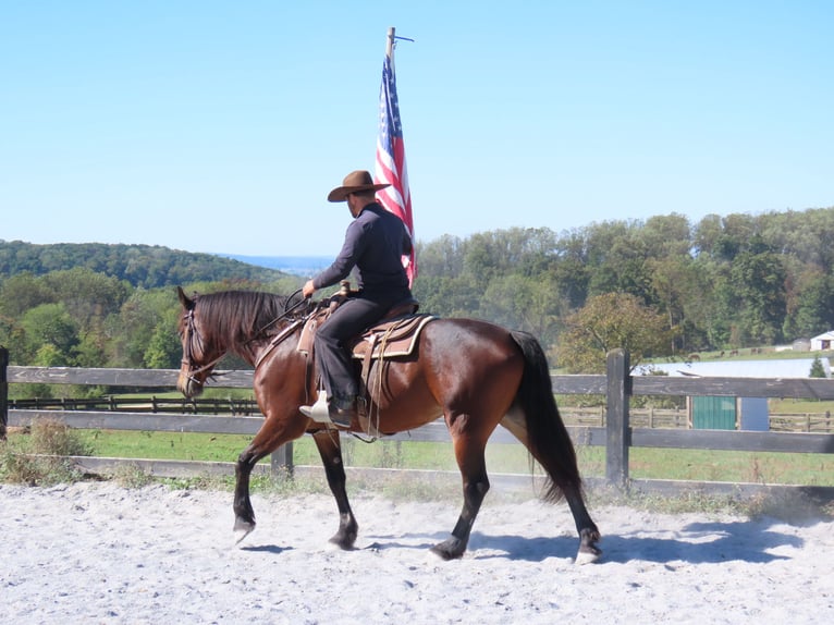 Fries paard Mix Merrie 8 Jaar 163 cm Roodbruin in Honey Brook