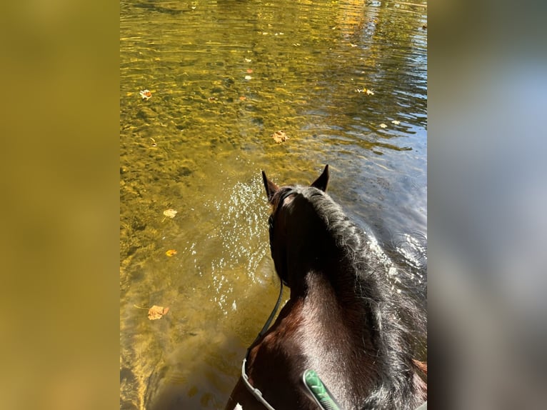 Fries paard Mix Merrie 8 Jaar 163 cm Roodbruin in Honey Brook