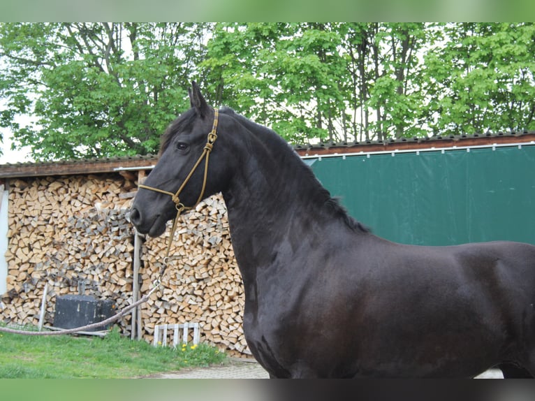 Fries paard Merrie 8 Jaar 163 cm Zwart in Marienberg