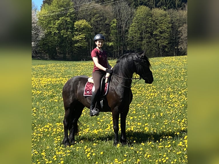 Fries paard Merrie 8 Jaar 163 cm Zwart in Marienberg