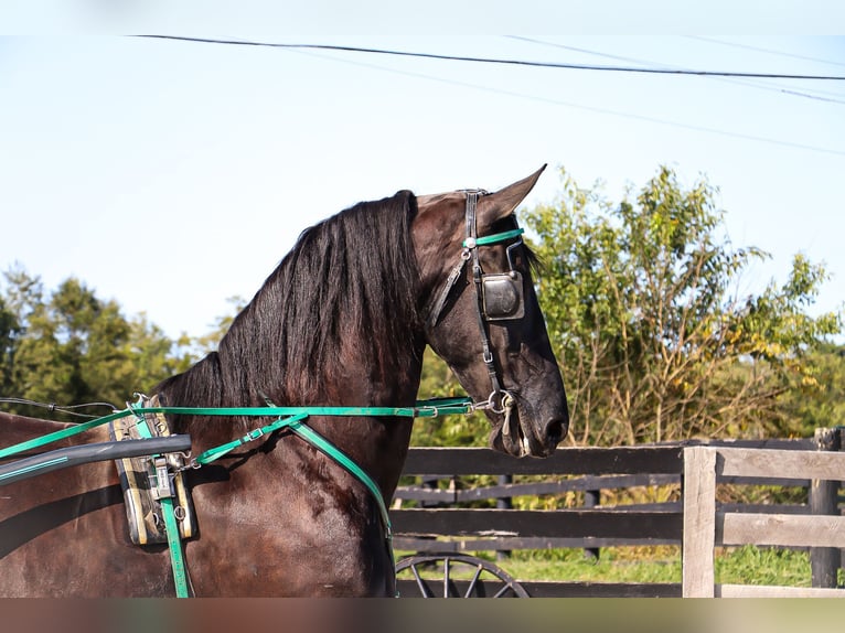 Fries paard Merrie 8 Jaar 163 cm Zwart in Flemingsburg KY