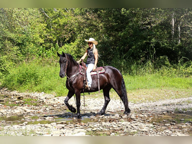 Fries paard Merrie 8 Jaar 163 cm Zwart in Flemingsburg KY