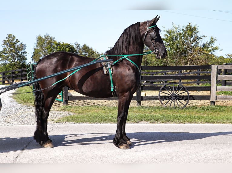 Fries paard Merrie 8 Jaar 163 cm Zwart in Flemingsburg KY