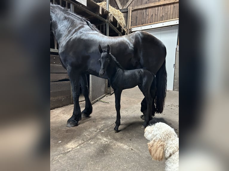 Fries paard Merrie 8 Jaar 164 cm Zwart in Barneveld