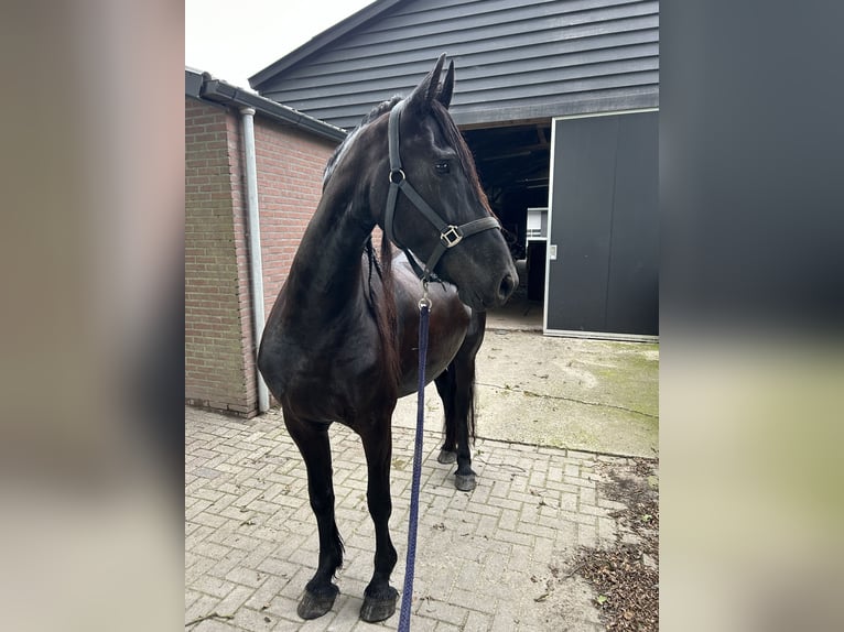 Fries paard Merrie 8 Jaar 164 cm Zwart in Barneveld