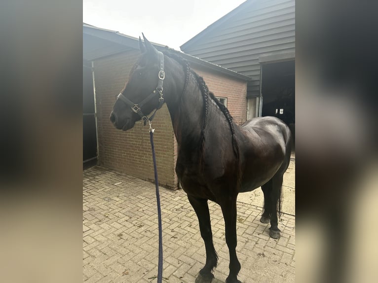 Fries paard Merrie 8 Jaar 164 cm Zwart in Barneveld