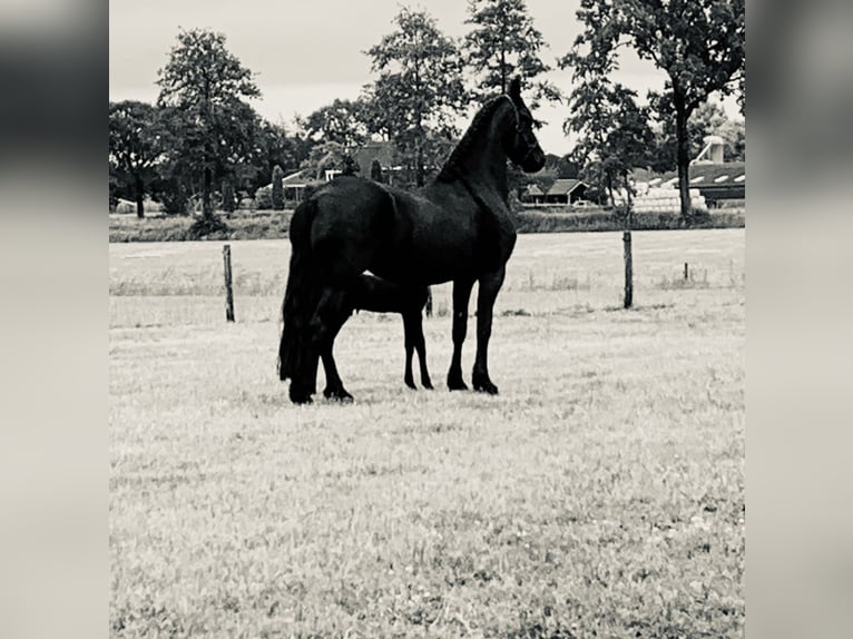 Fries paard Merrie 8 Jaar 164 cm Zwart in Barneveld