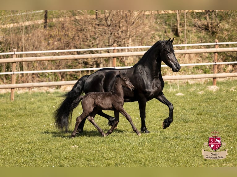 Fries paard Merrie 8 Jaar 164 cm Zwart in Taunusstein