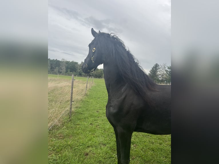 Fries paard Merrie 8 Jaar 164 cm Zwart in Taunusstein
