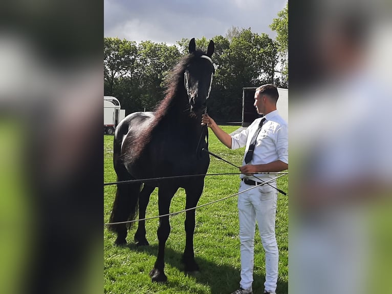 Fries paard Merrie 8 Jaar 164 cm Zwart in Budel