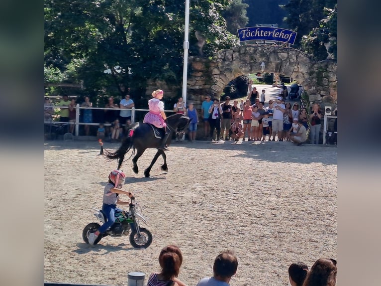 Fries paard Merrie 8 Jaar 164 cm Zwart in Muggauberg