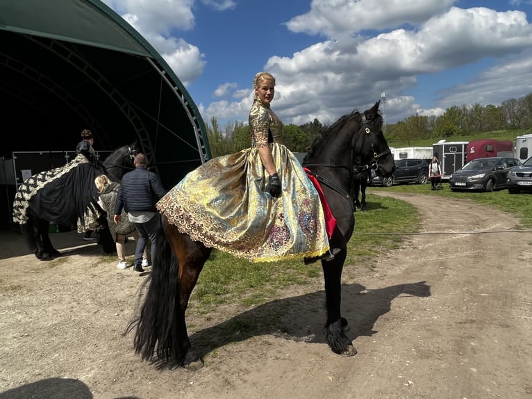 Fries paard Merrie 8 Jaar 164 cm Zwart in Muggauberg