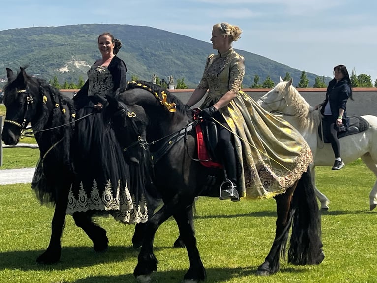 Fries paard Merrie 8 Jaar 164 cm Zwart in Muggauberg