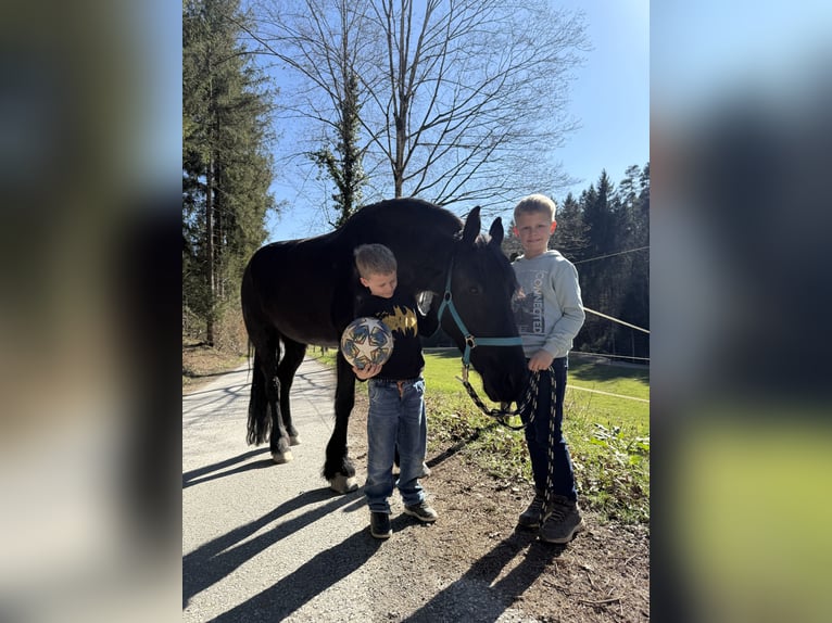Fries paard Merrie 8 Jaar 164 cm Zwart in Stallhofen
