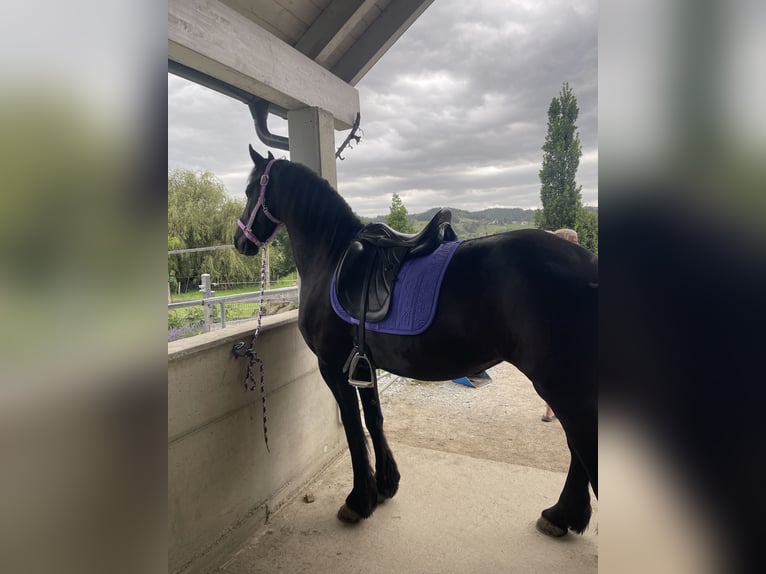 Fries paard Merrie 8 Jaar 164 cm Zwart in Stallhofen