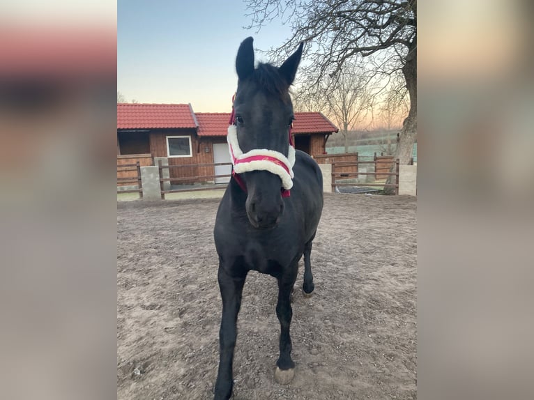 Fries paard Merrie 8 Jaar 164 cm Zwart in Greifswald