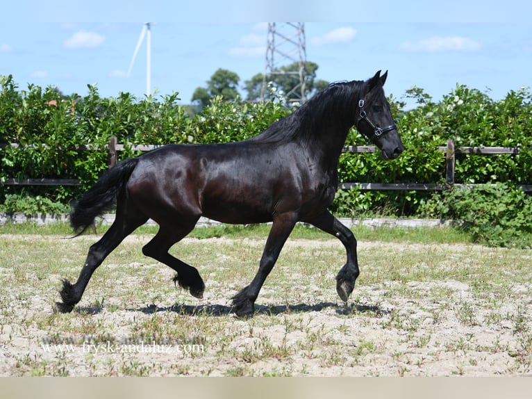 Fries paard Merrie 8 Jaar 165 cm in Mijnsheerenland