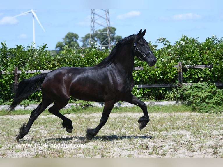 Fries paard Merrie 8 Jaar 165 cm in Mijnsheerenland