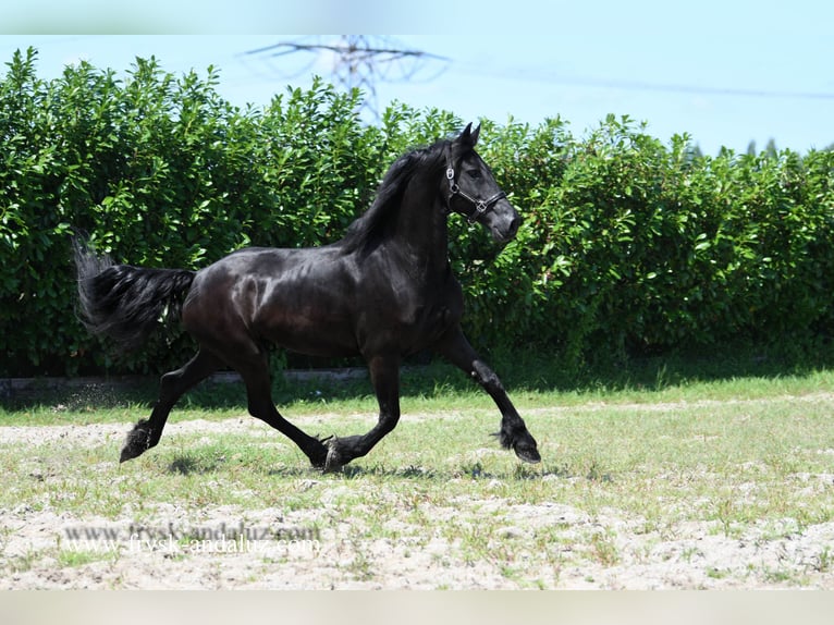 Fries paard Merrie 8 Jaar 165 cm in Mijnsheerenland