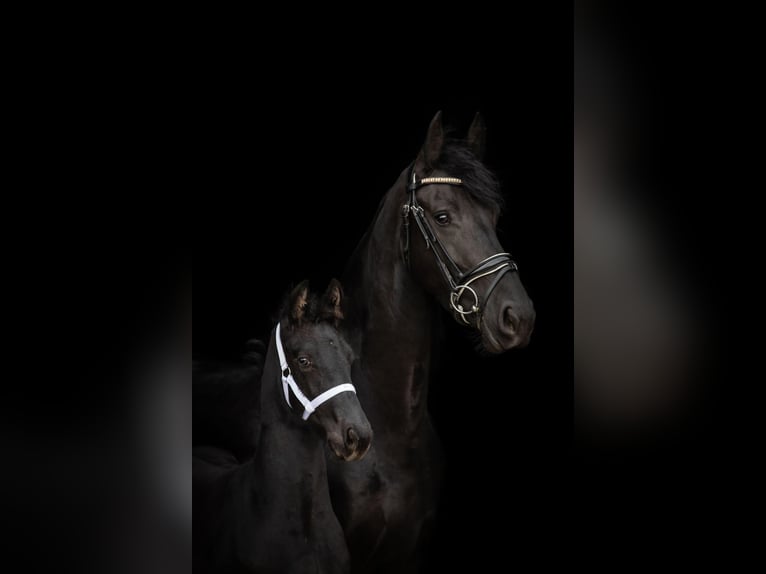 Fries paard Merrie 8 Jaar 165 cm Zwart in Harlingen