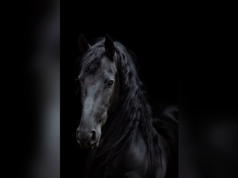 Fries paard Merrie 8 Jaar 165 cm Zwart in Harlingen