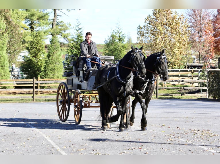 Fries paard Mix Merrie 8 Jaar 165 cm Zwart in Gap