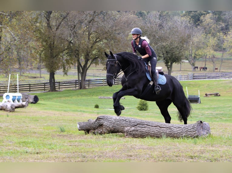 Fries paard Mix Merrie 8 Jaar 165 cm Zwart in Gap