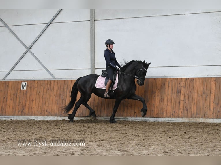 Fries paard Merrie 8 Jaar 165 cm Zwart in Mijnsheerenland