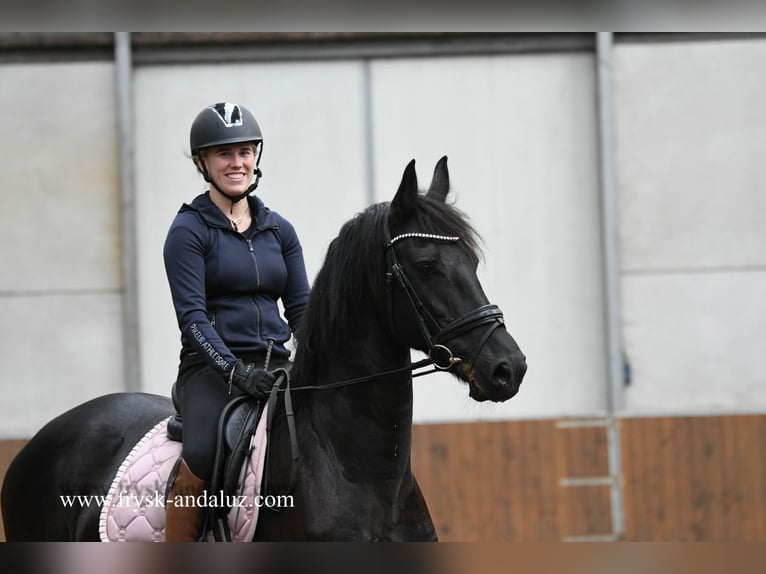 Fries paard Merrie 8 Jaar 165 cm Zwart in Mijnsheerenland