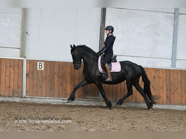 Fries paard Merrie 8 Jaar 165 cm Zwart in Mijnsheerenland