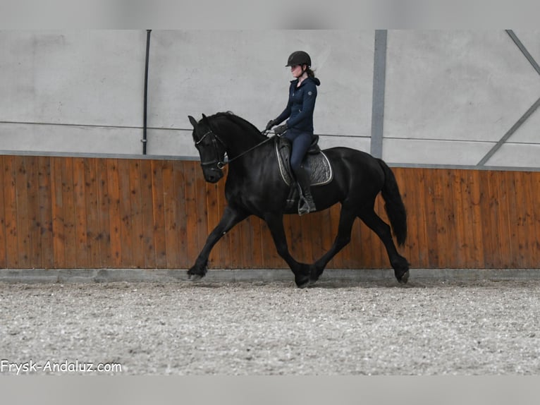 Fries paard Merrie 8 Jaar 165 cm Zwart in Mijnsheerenland