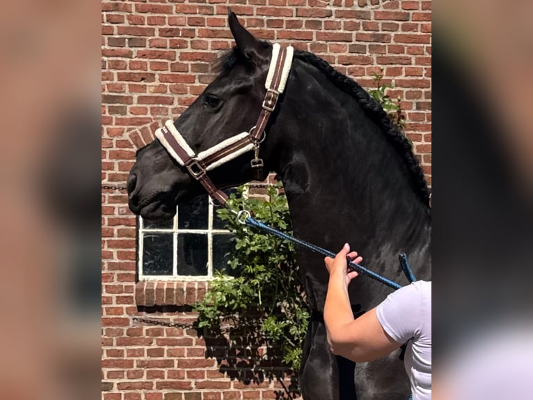 Fries paard Merrie 8 Jaar 167 cm Zwart in Castricum