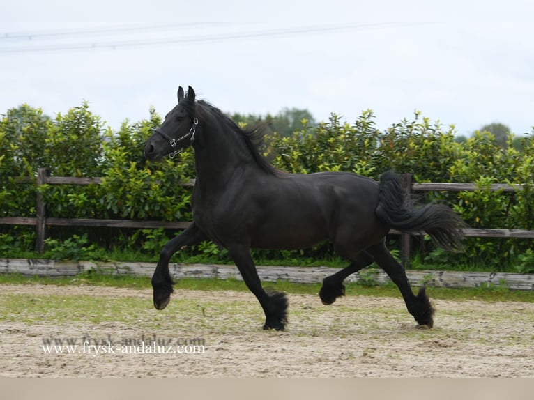 Fries paard Merrie 8 Jaar 167 cm Zwart in Mijnsheerenland